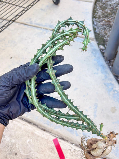 Euphorb knuthii (r) | Rare Cactus