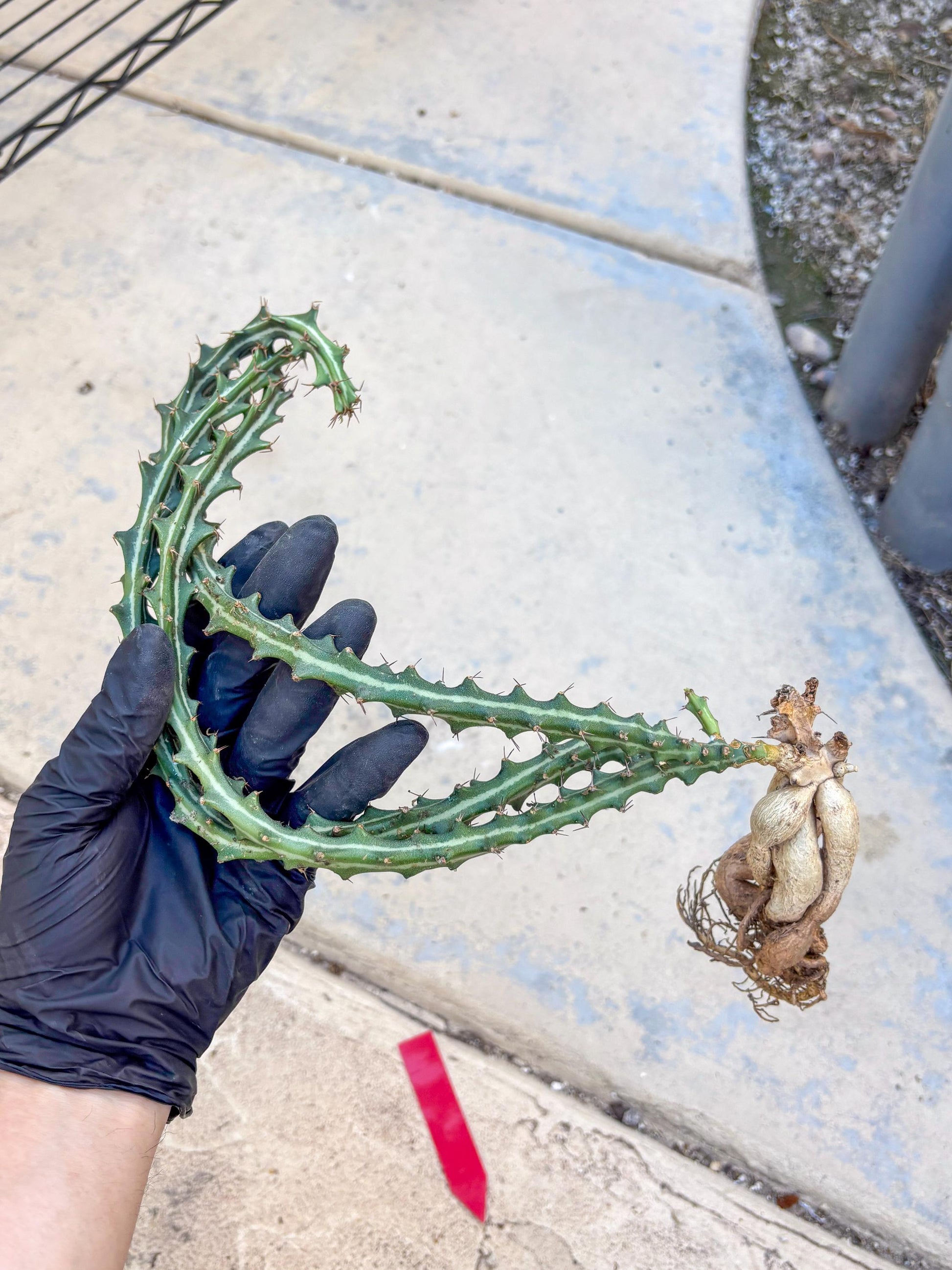 Euphorb knuthii (r) | Rare Cactus