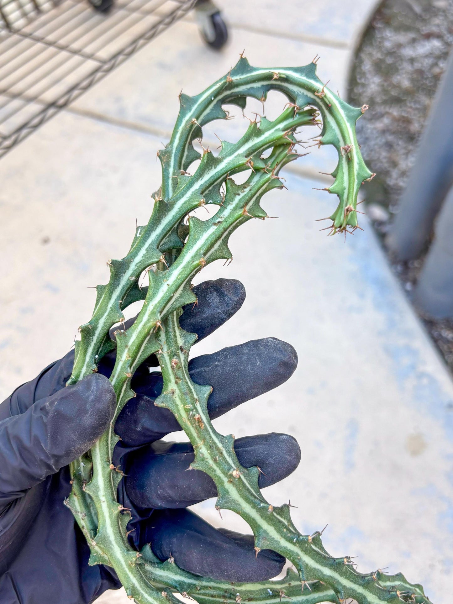 Euphorb knuthii (r) | Rare Cactus