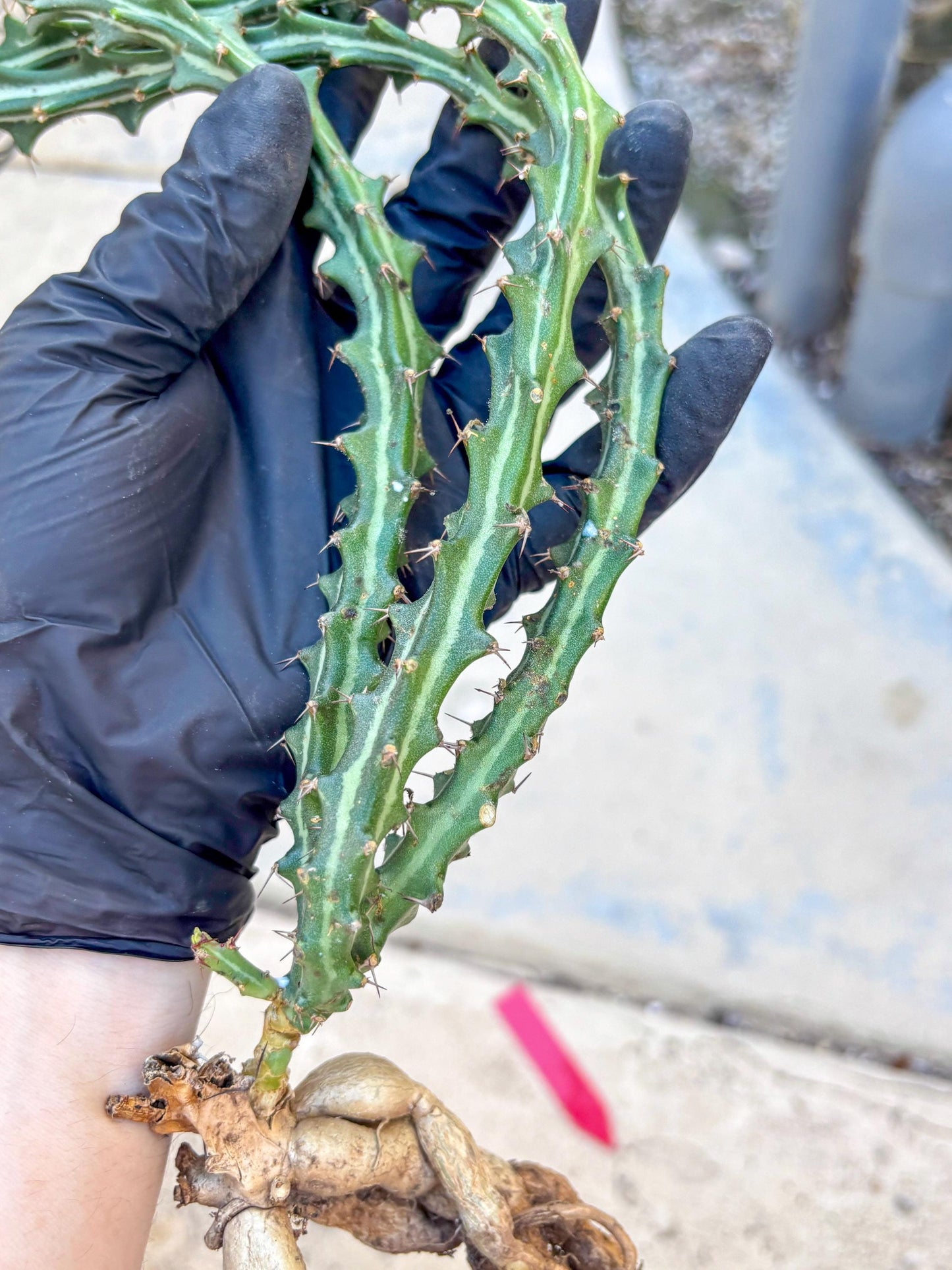 Euphorb knuthii (r) | Rare Cactus