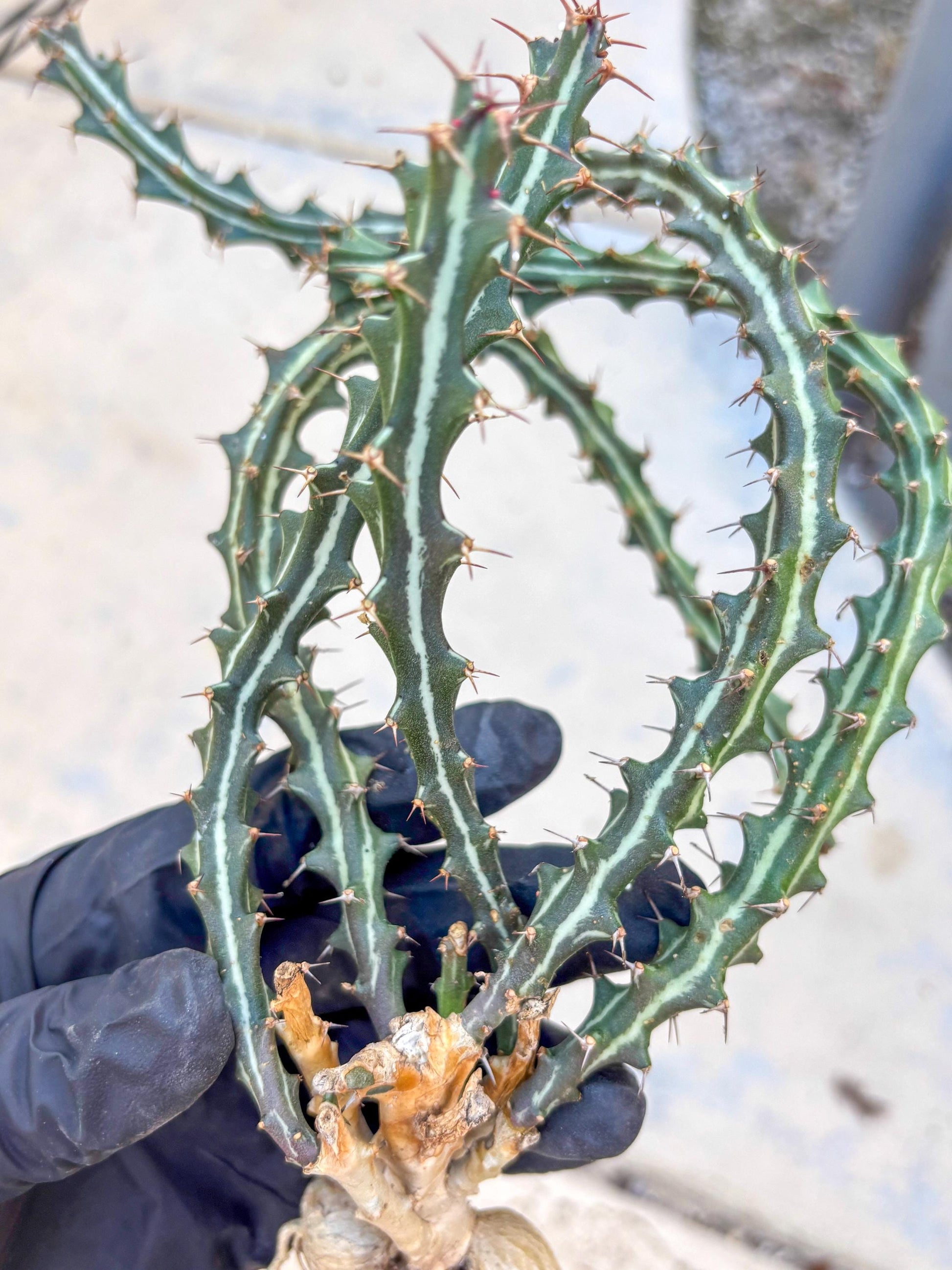 Euphorb knuthii (o) | Rare Cactus