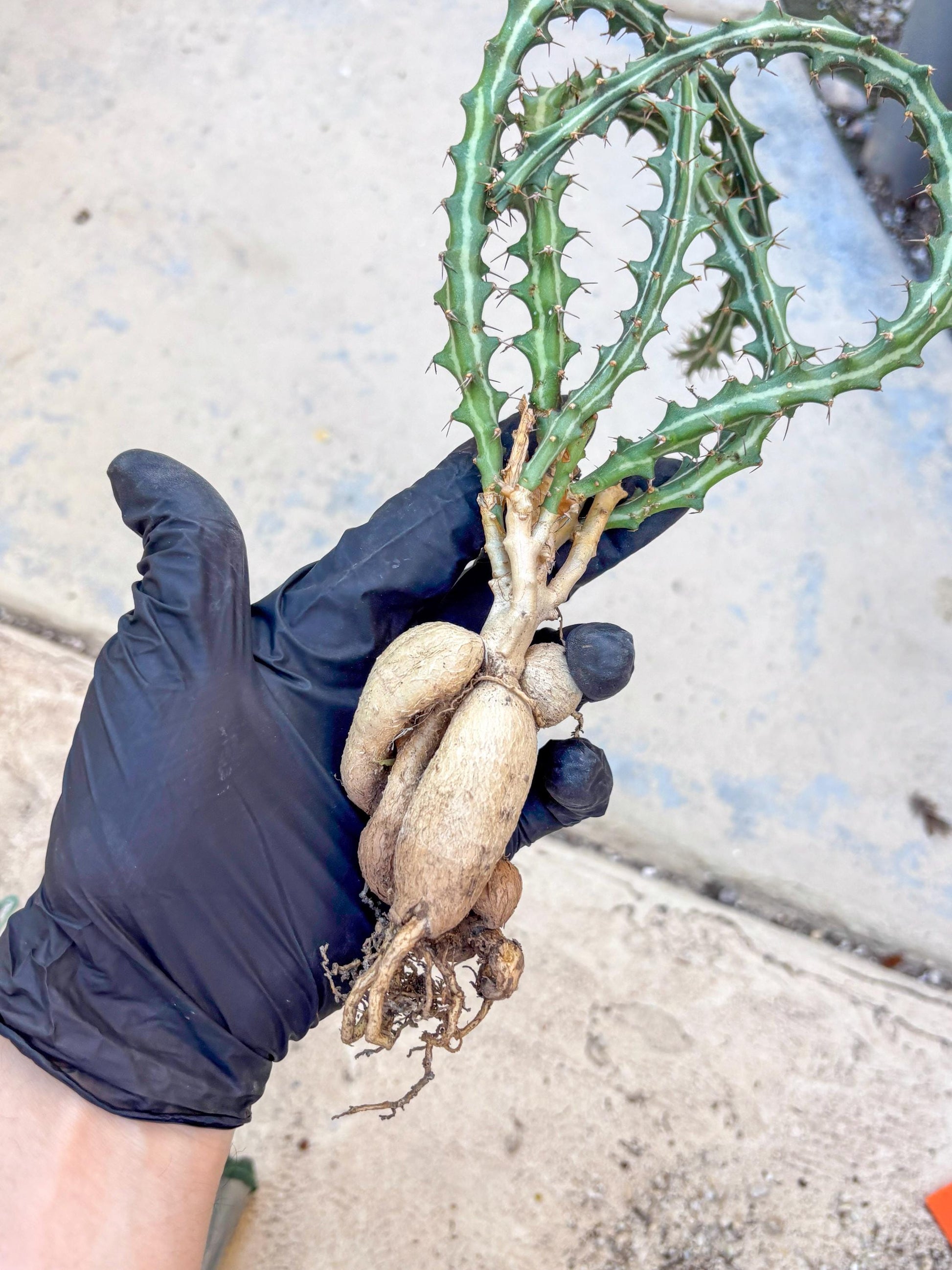 Euphorb knuthii (o) | Rare Cactus