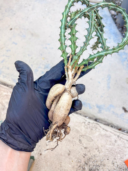 Euphorb knuthii (o) | Rare Cactus