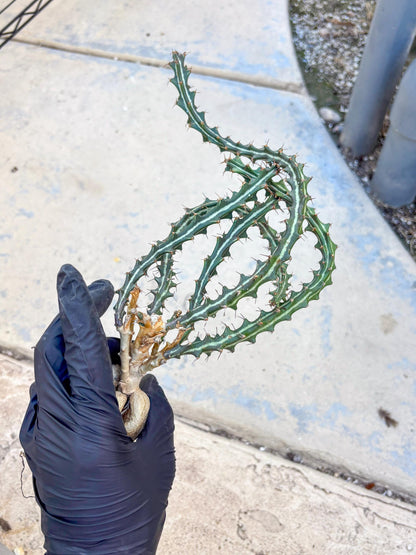Euphorb knuthii (o) | Rare Cactus