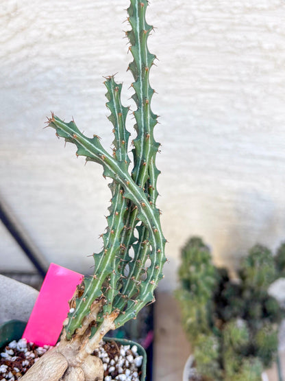Euphorb knuthii (p) | Rare Cactus