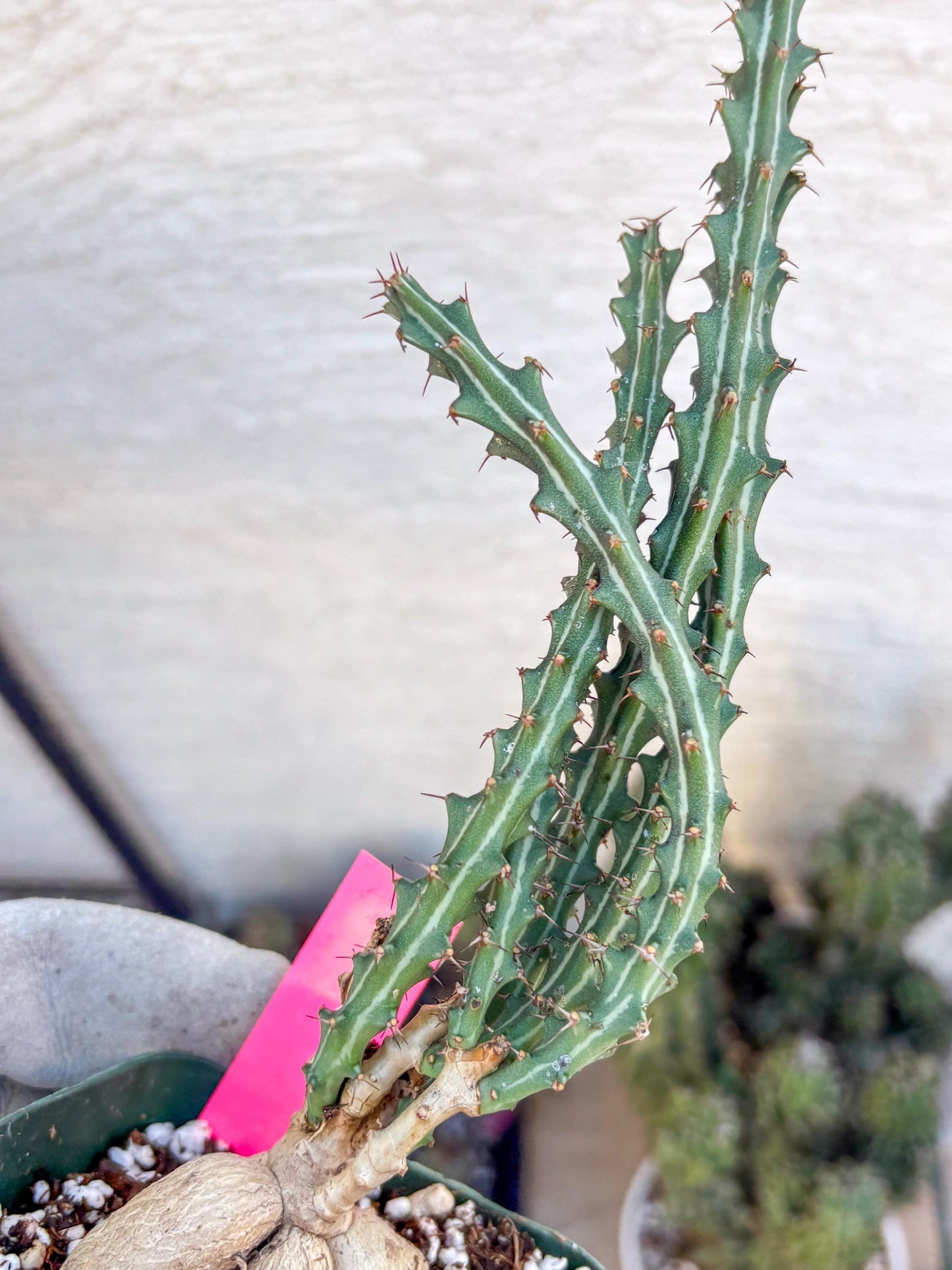 Euphorb knuthii (p) | Rare Cactus