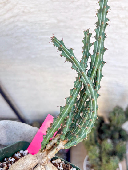 Euphorb knuthii (p) | Rare Cactus