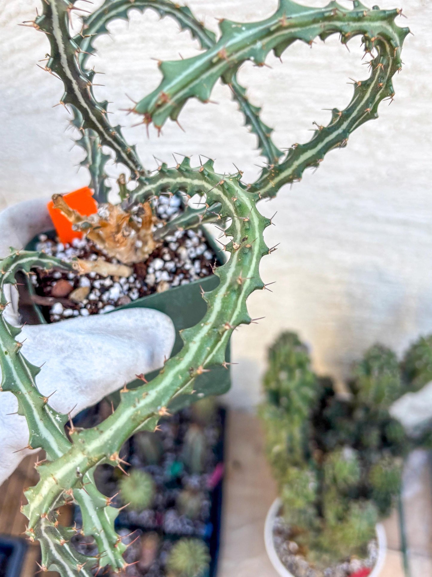 Euphorb knuthii (o) | Rare Cactus
