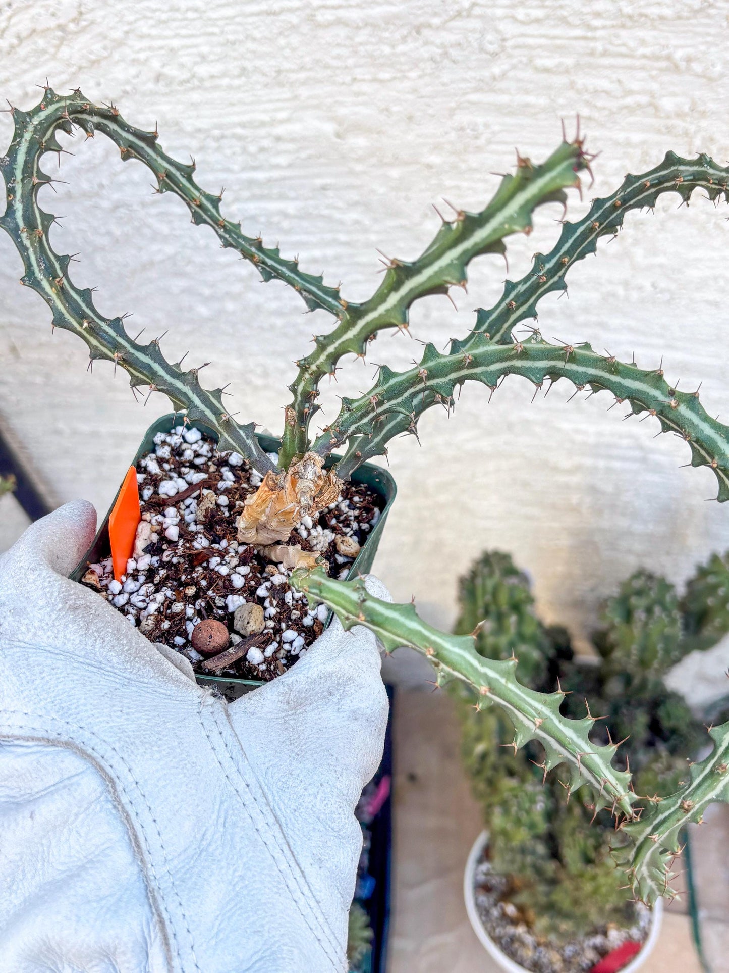 Euphorb knuthii (o) | Rare Cactus