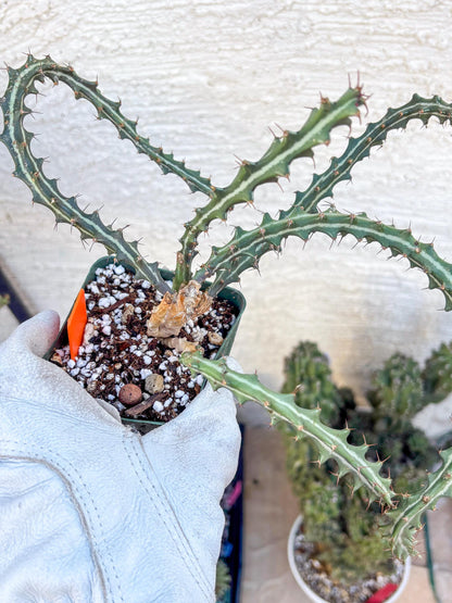 Euphorb knuthii (o) | Rare Cactus