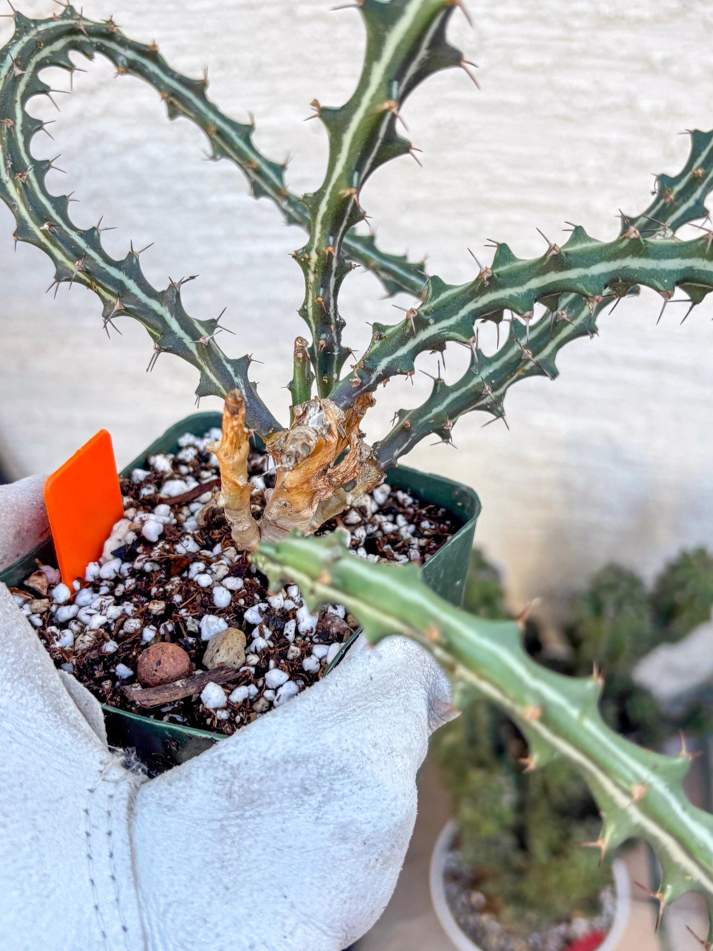 Euphorb knuthii (o) | Rare Cactus