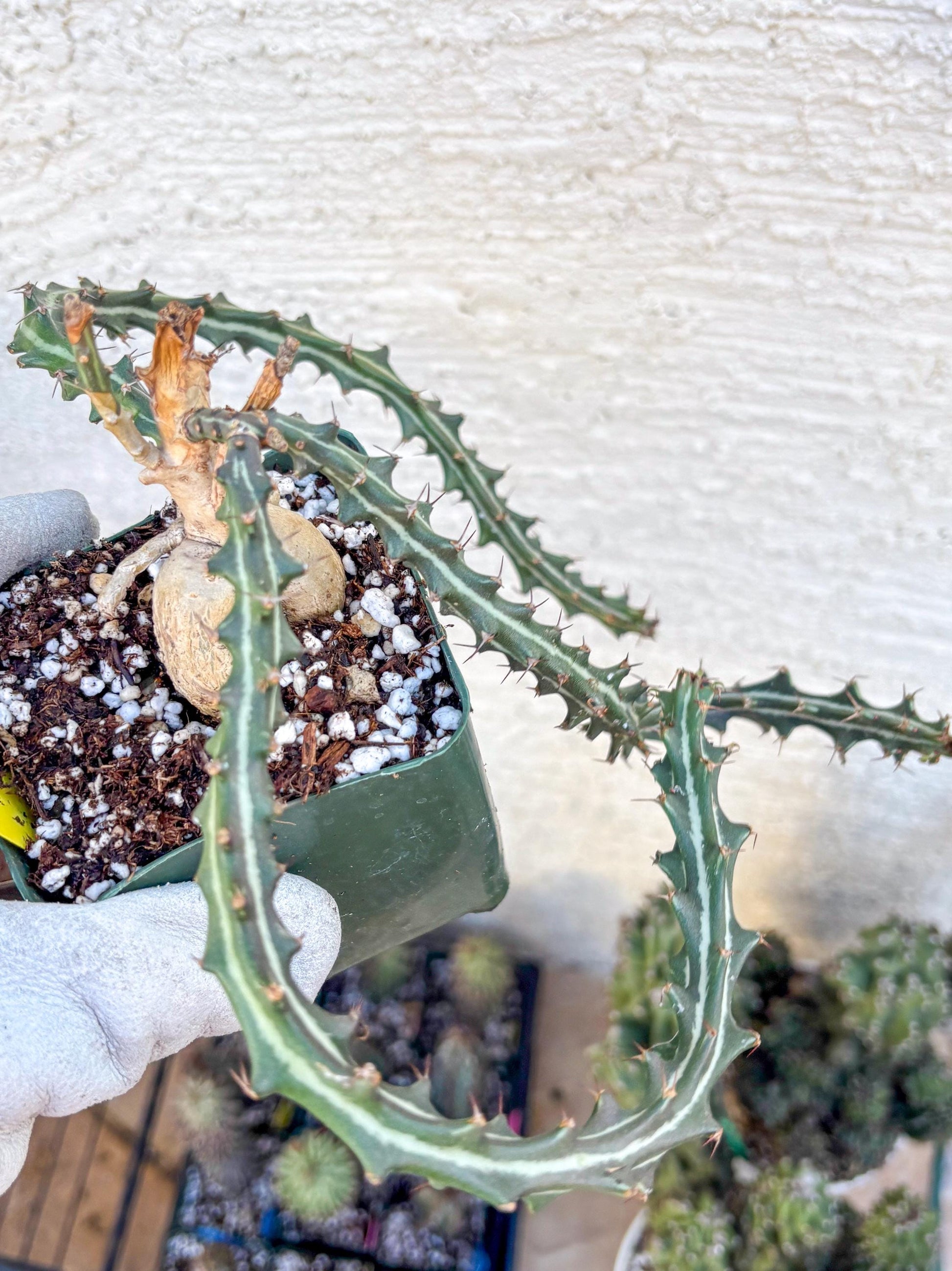 Euphorb knuthii (y) | Rare Cactus