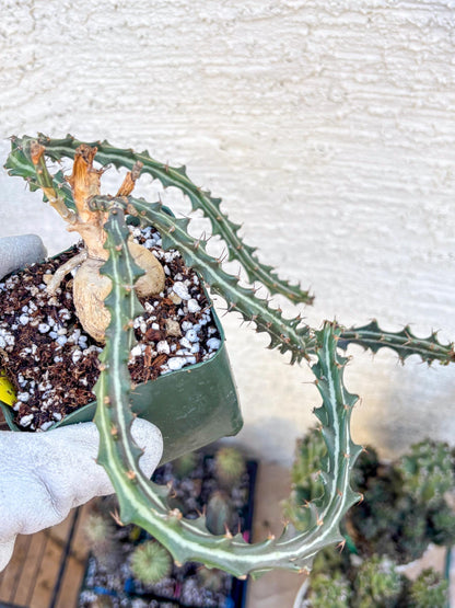 Euphorb knuthii (y) | Rare Cactus