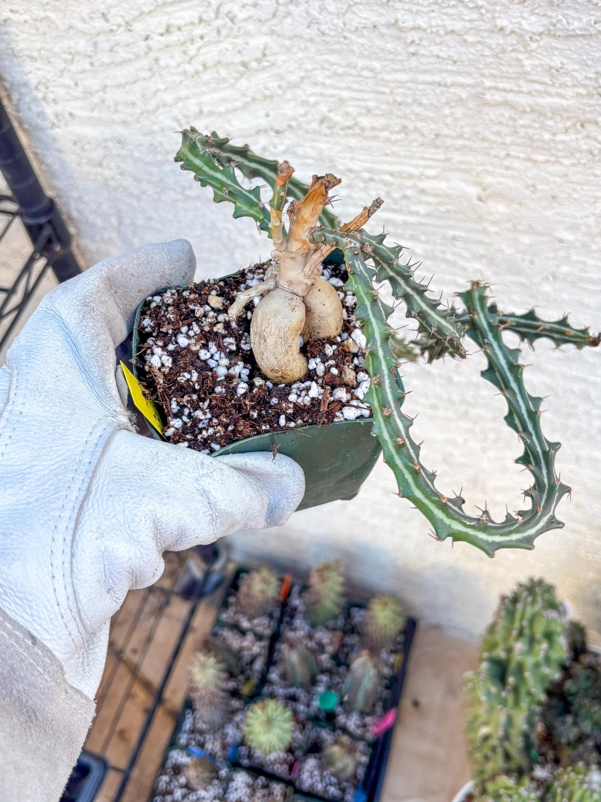 Euphorb knuthii (y) | Rare Cactus