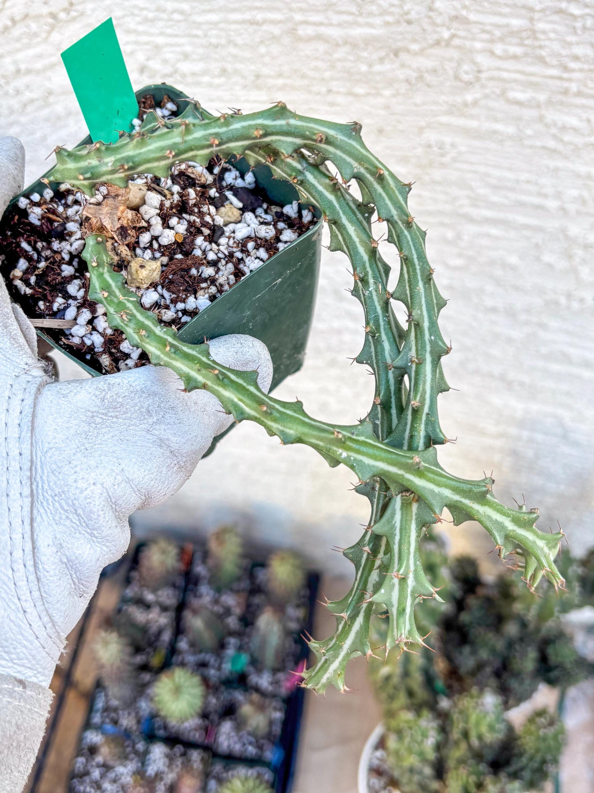 Euphorb knuthii (g) | Rare Cactus
