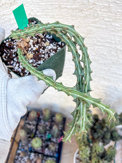 Euphorb knuthii (g) | Rare Cactus