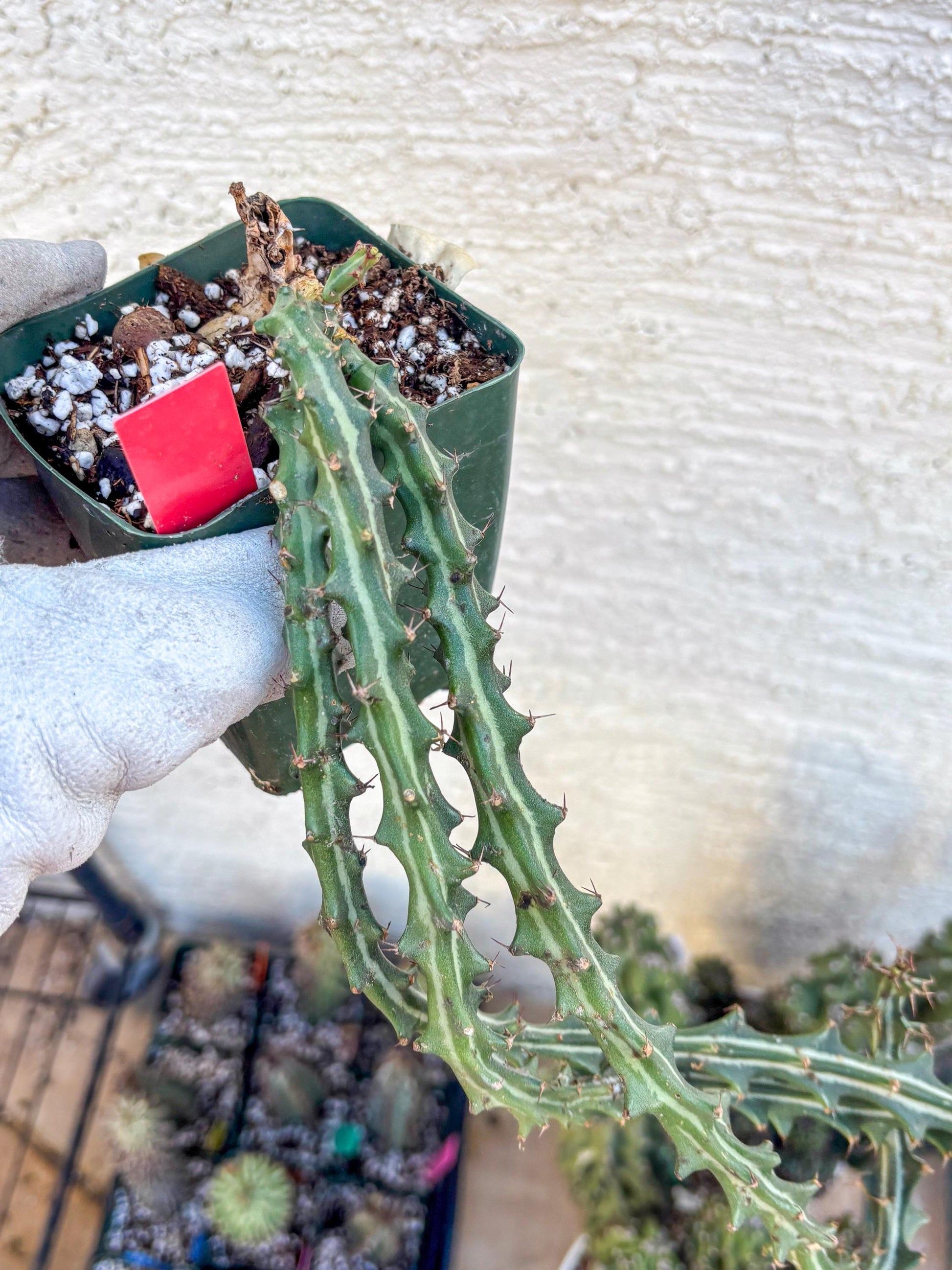 Euphorb knuthii (r) | Rare Cactus