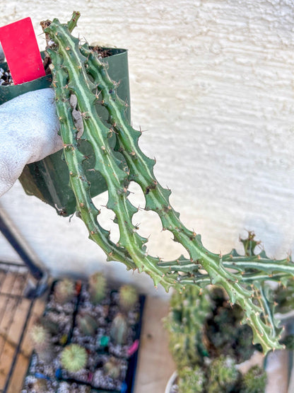 Euphorb knuthii (r) | Rare Cactus