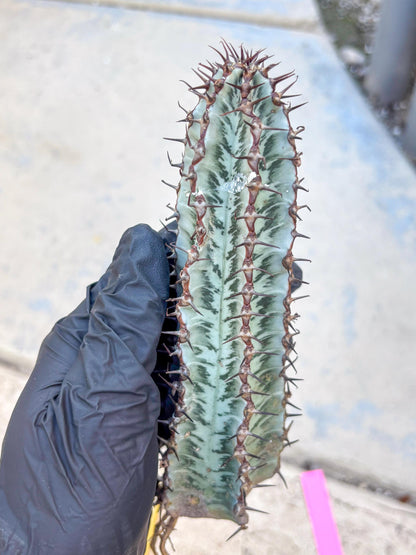 Euphorb Confinalis ssp. Rhodesia (p) | Rare Succulent