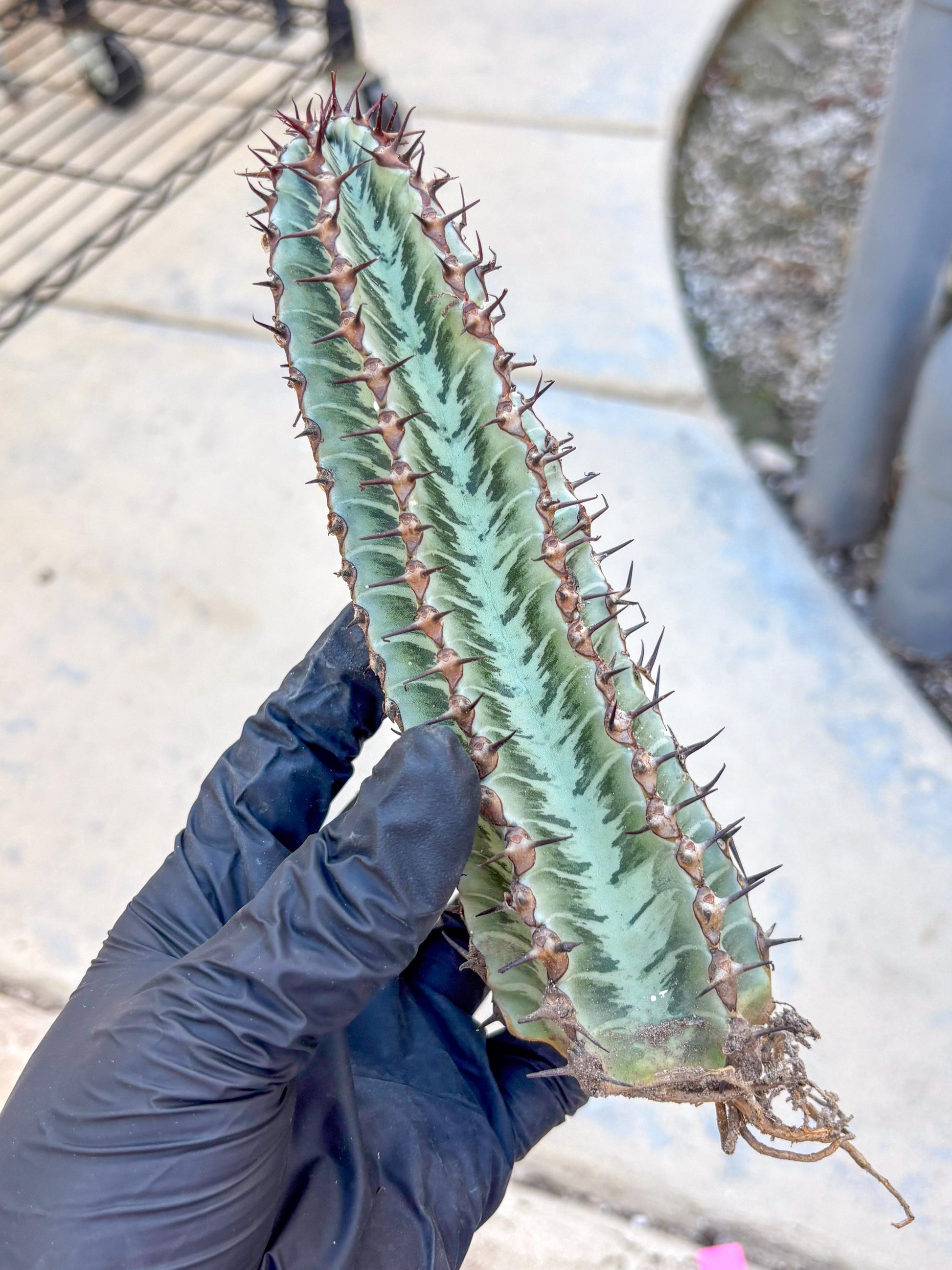 Euphorb Confinalis ssp. Rhodesia (p) | Rare Succulent