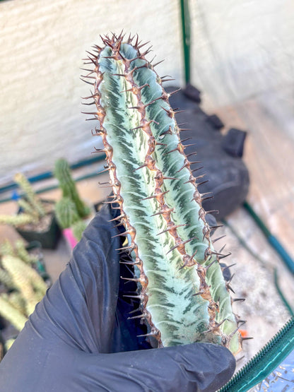 Euphorb Confinalis ssp. Rhodesia (p) | Rare Succulent
