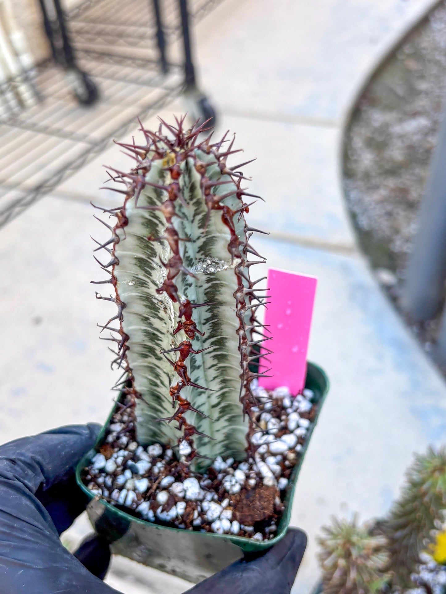 Euphorb Confinalis ssp. Rhodesia (p) | Rare Succulent