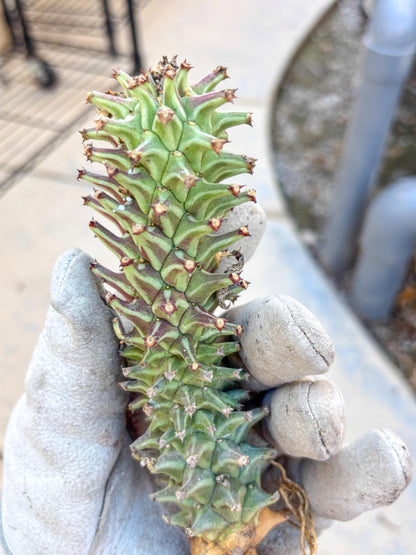 Monadenium Guentheri (o) | Rare Plants