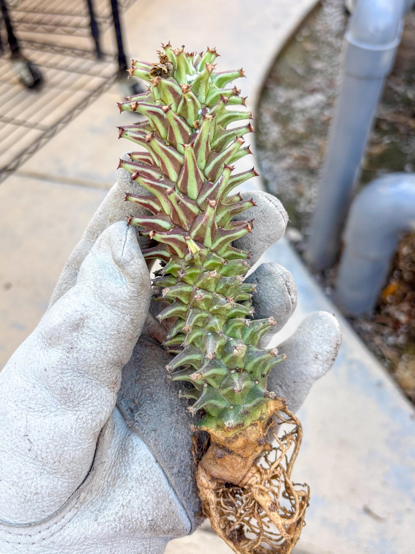 Monadenium Guentheri (o) | Rare Plants