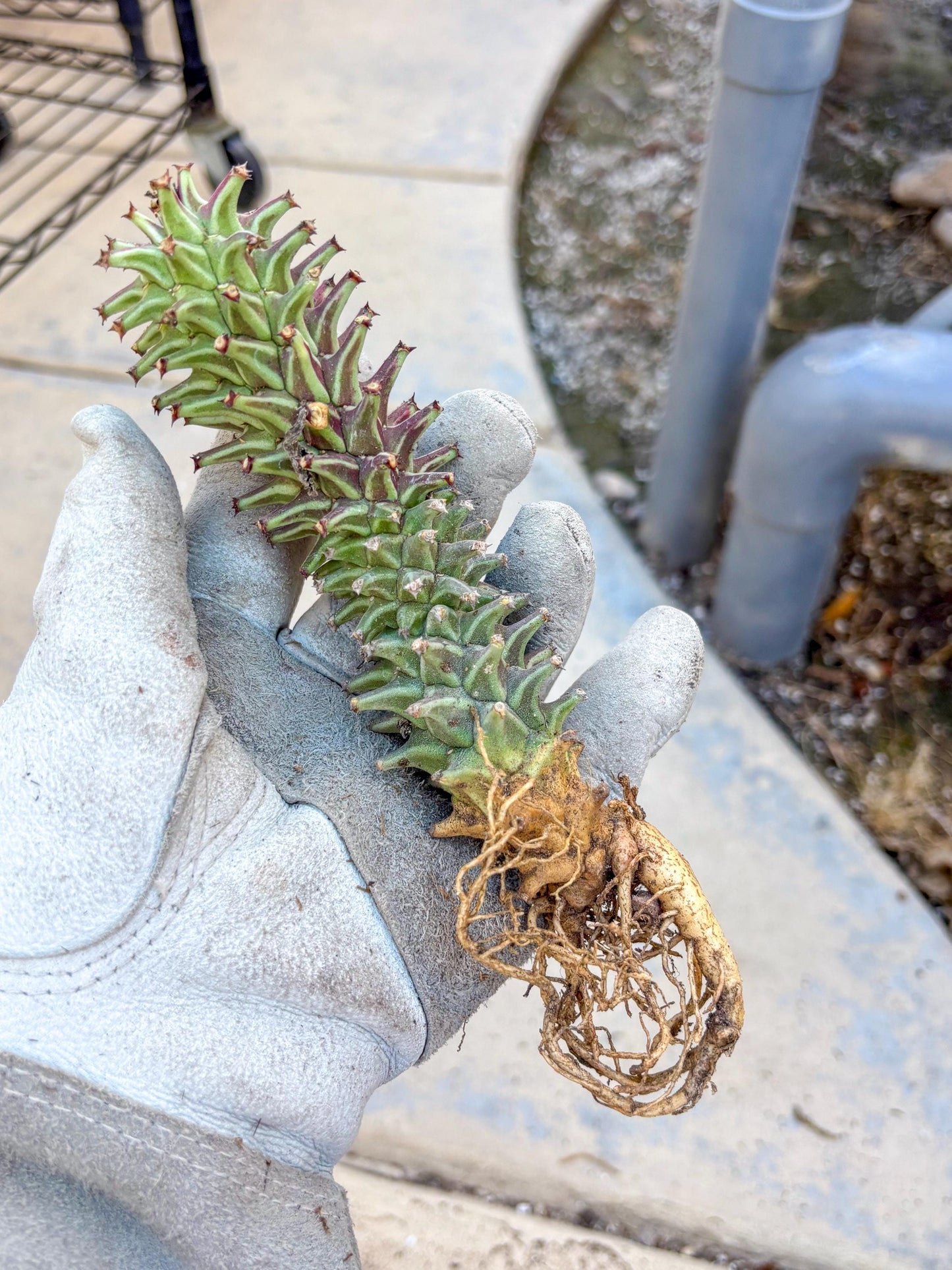 Monadenium Guentheri (o) | Rare Plants