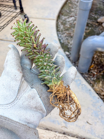 Monadenium Guentheri (o) | Rare Plants