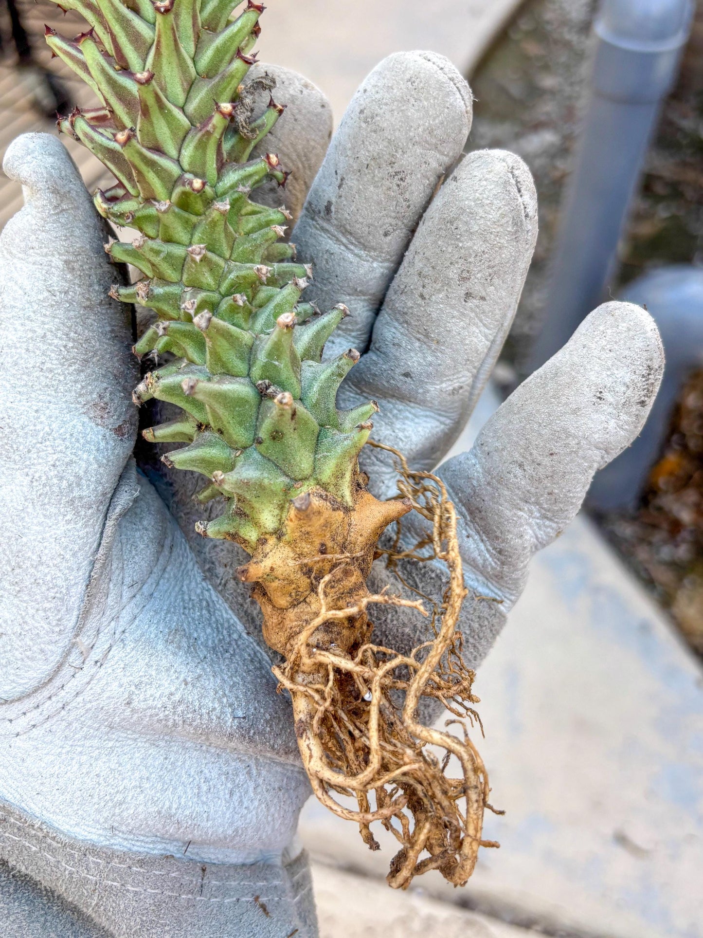 Monadenium Guentheri (o) | Rare Plants