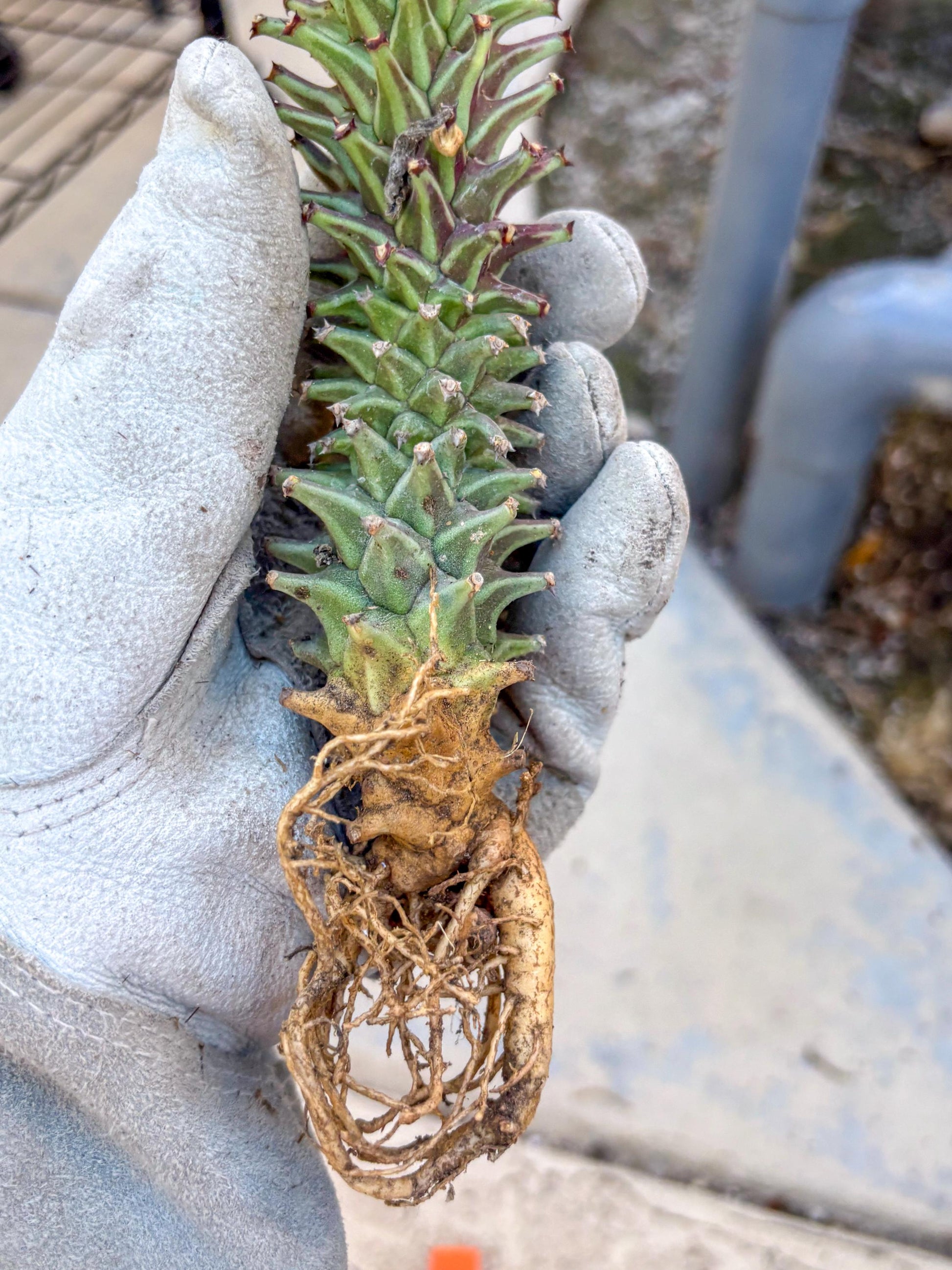 Monadenium Guentheri (o) | Rare Plants