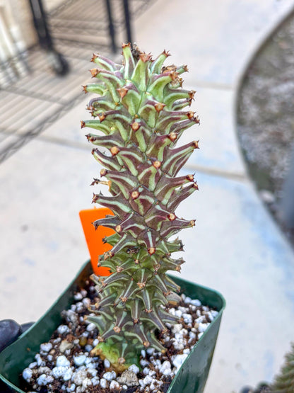 Monadenium Guentheri (o) | Rare Plants