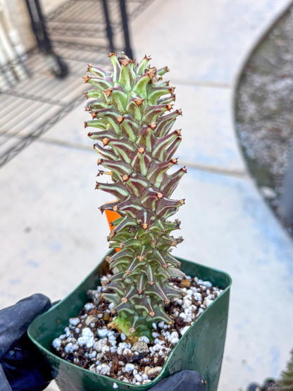 Monadenium Guentheri (o) | Rare Plants
