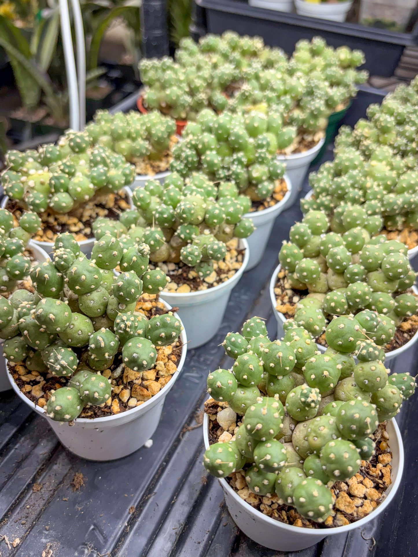 Tephrocactus Rossianus | Sellers Choice