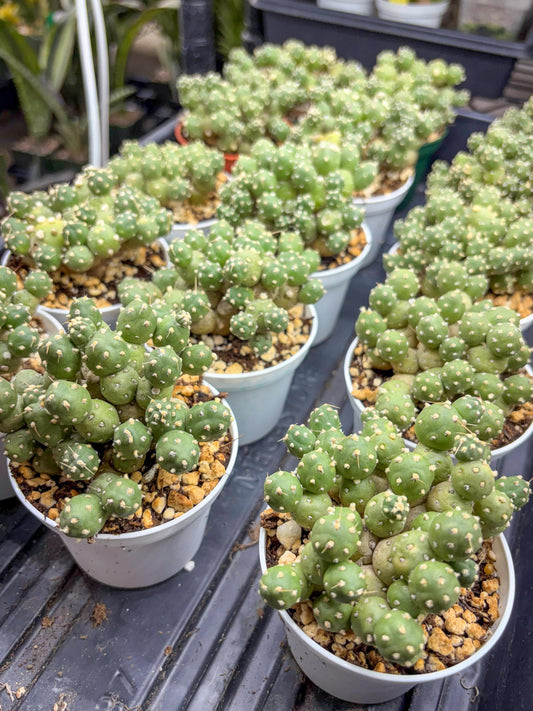 Tephrocactus Rossianus | Sellers Choice