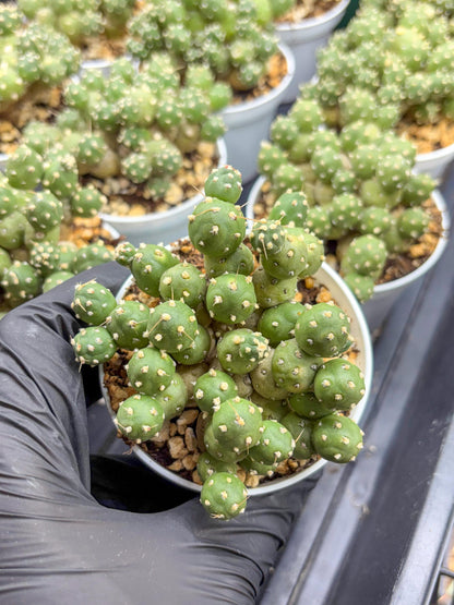 Tephrocactus Rossianus | Sellers Choice