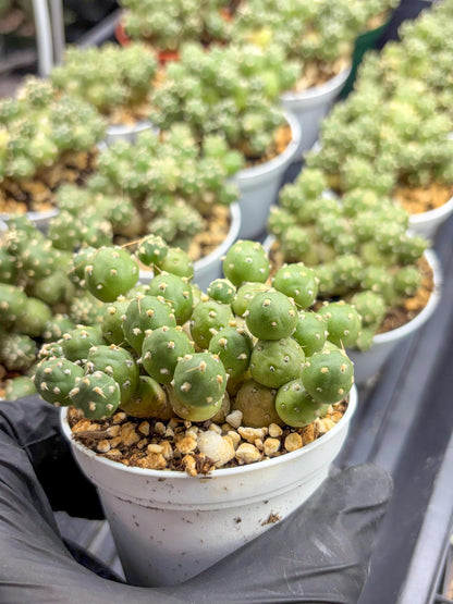 Tephrocactus Rossianus | Sellers Choice