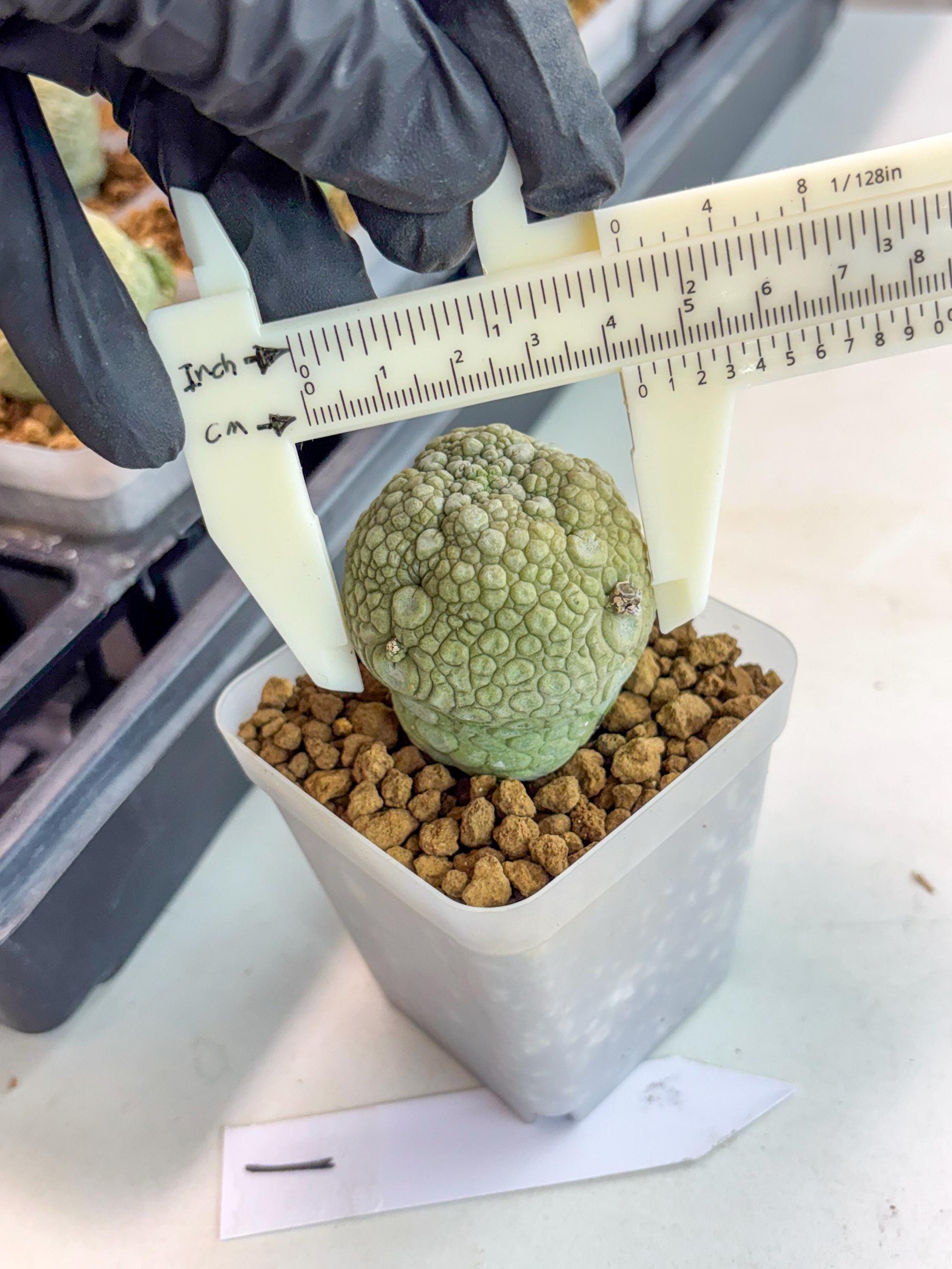 Pseudolithos Migiurtinus (1) | Rare Cactus