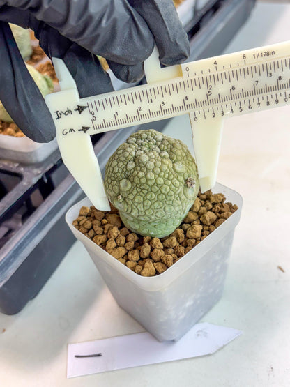 Pseudolithos Migiurtinus (1) | Rare Cactus
