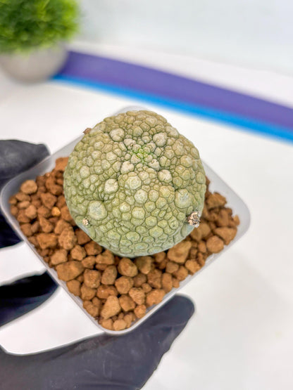 Pseudolithos Migiurtinus (1) | Rare Cactus
