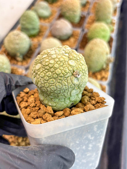 Pseudolithos Migiurtinus (1) | Rare Cactus
