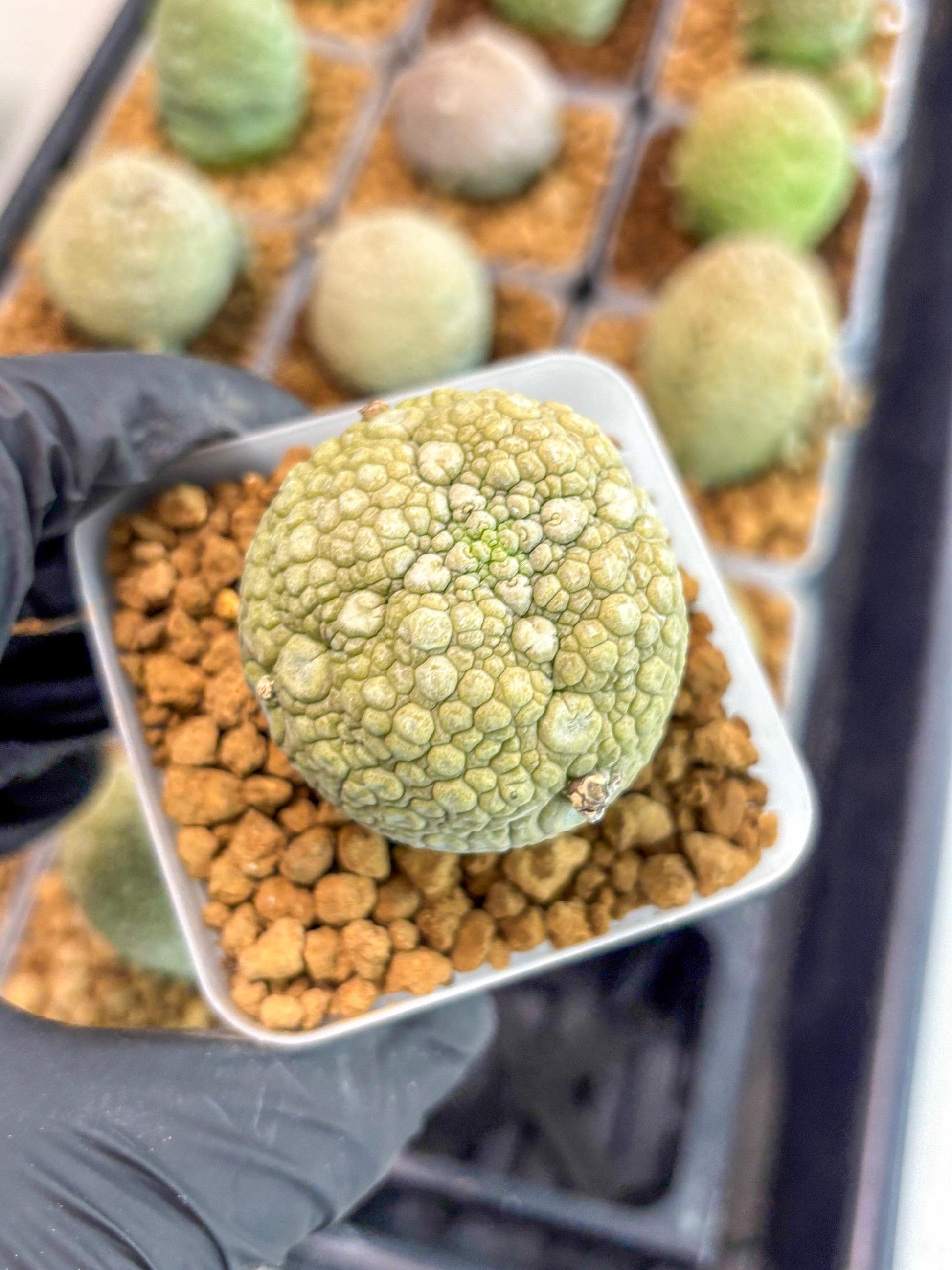 Pseudolithos Migiurtinus (1) | Rare Cactus