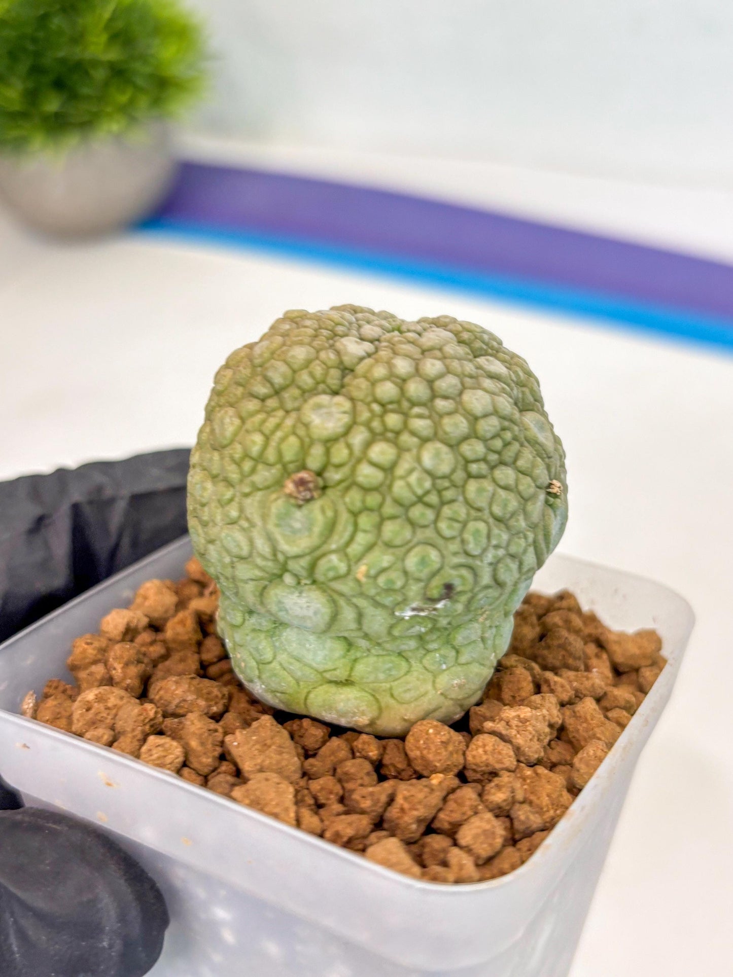 Pseudolithos Migiurtinus (1) | Rare Cactus
