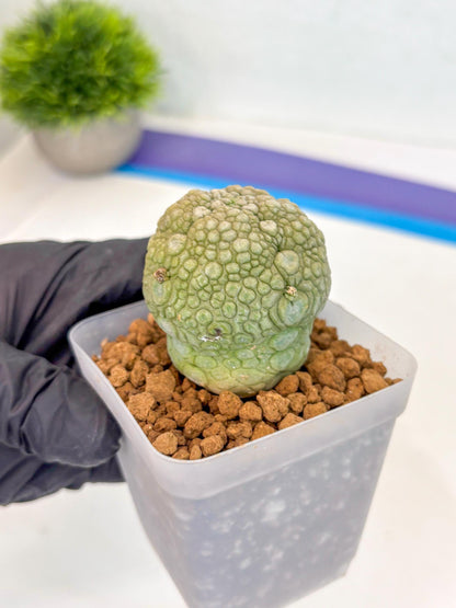 Pseudolithos Migiurtinus (1) | Rare Cactus