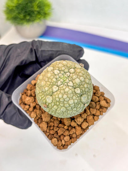 Pseudolithos Migiurtinus (1) | Rare Cactus