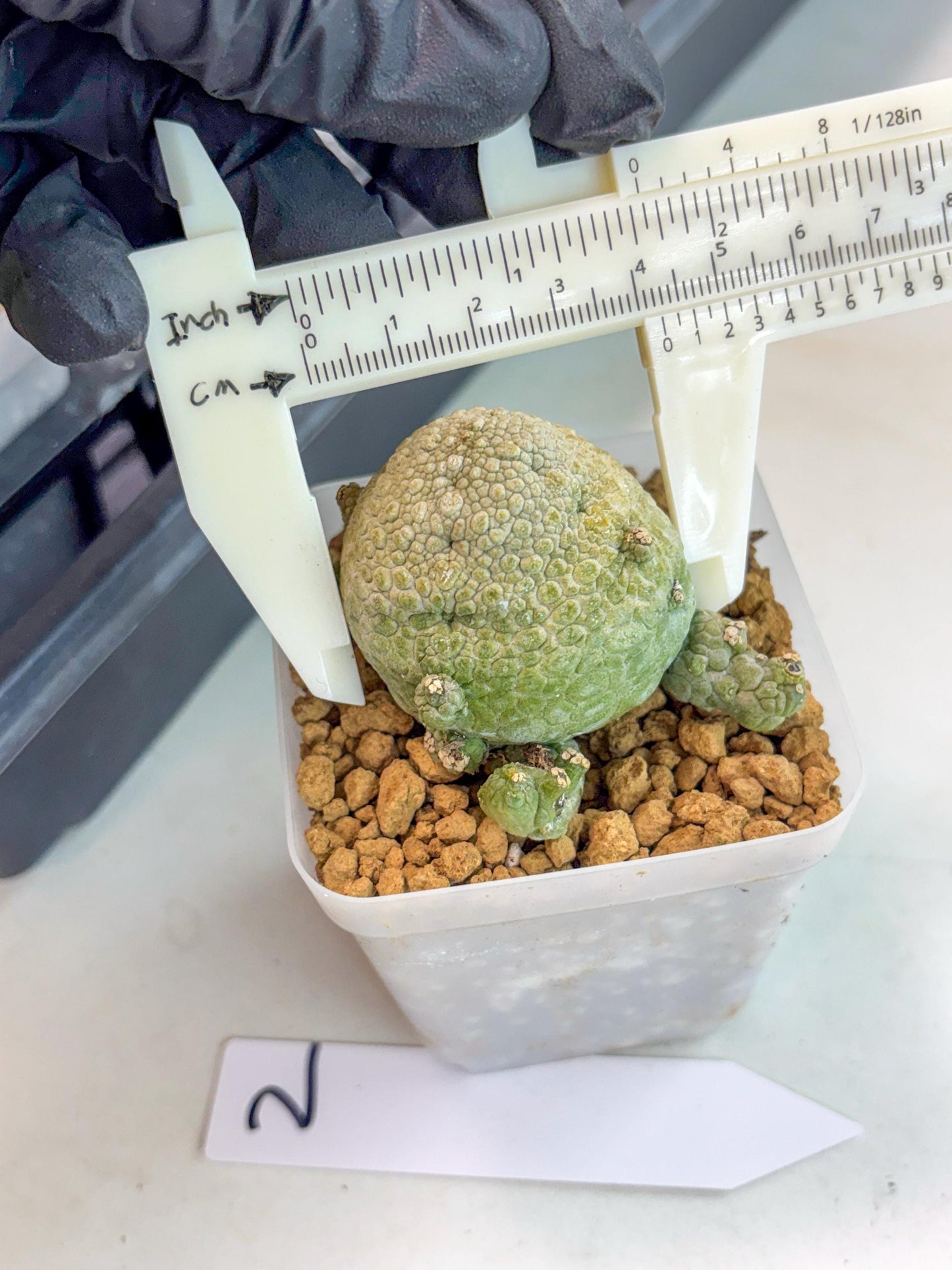 Pseudolithos Migiurtinus (2) | Rare Cactus