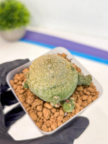 Pseudolithos Migiurtinus (2) | Rare Cactus