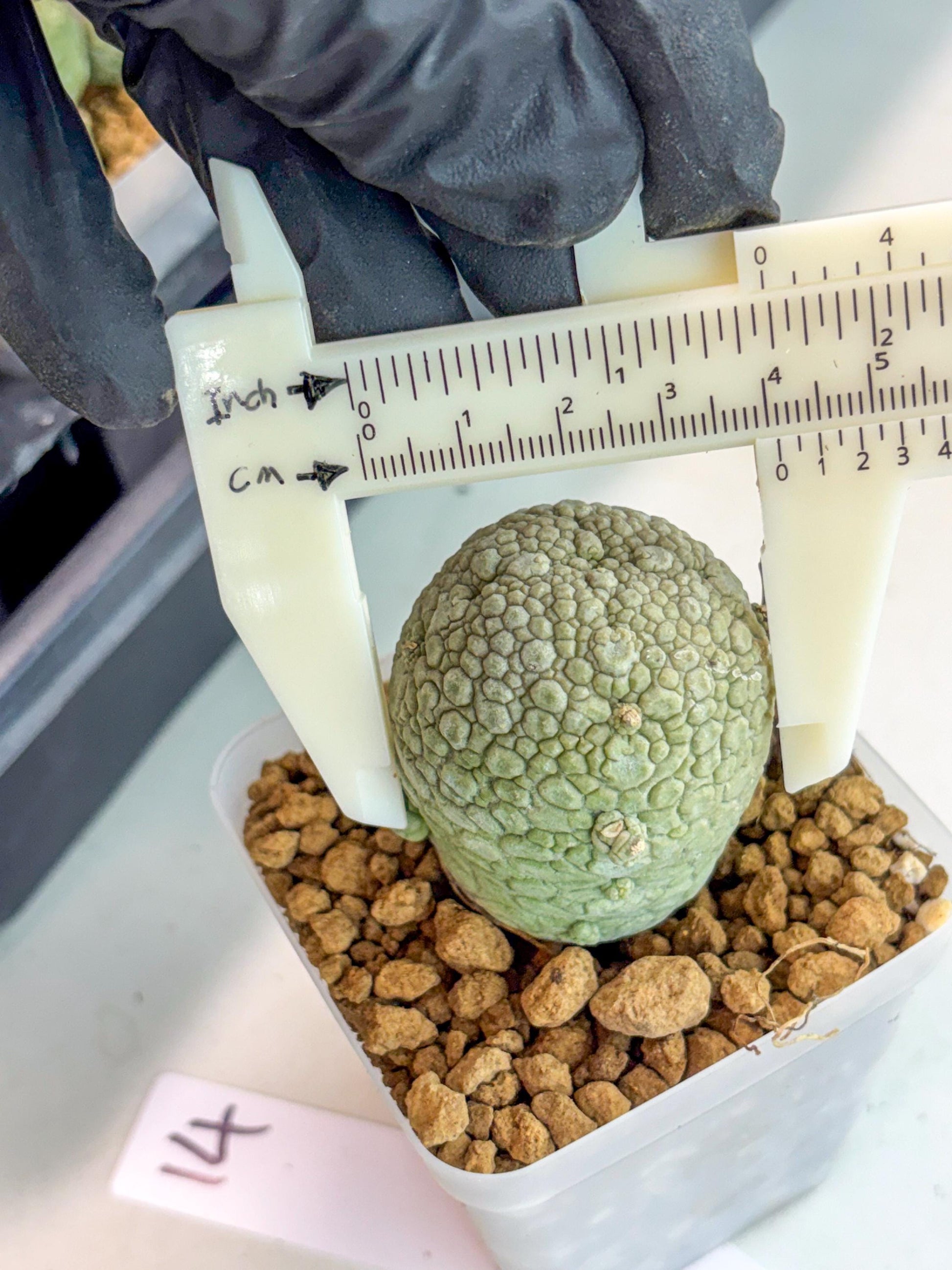 Pseudolithos Migiurtinus (14) | Rare Cactus