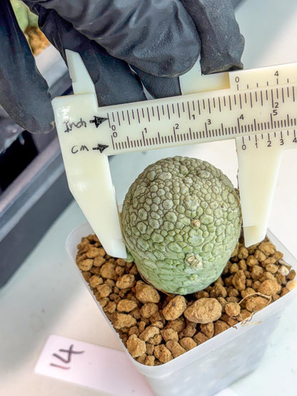 Pseudolithos Migiurtinus (14) | Rare Cactus